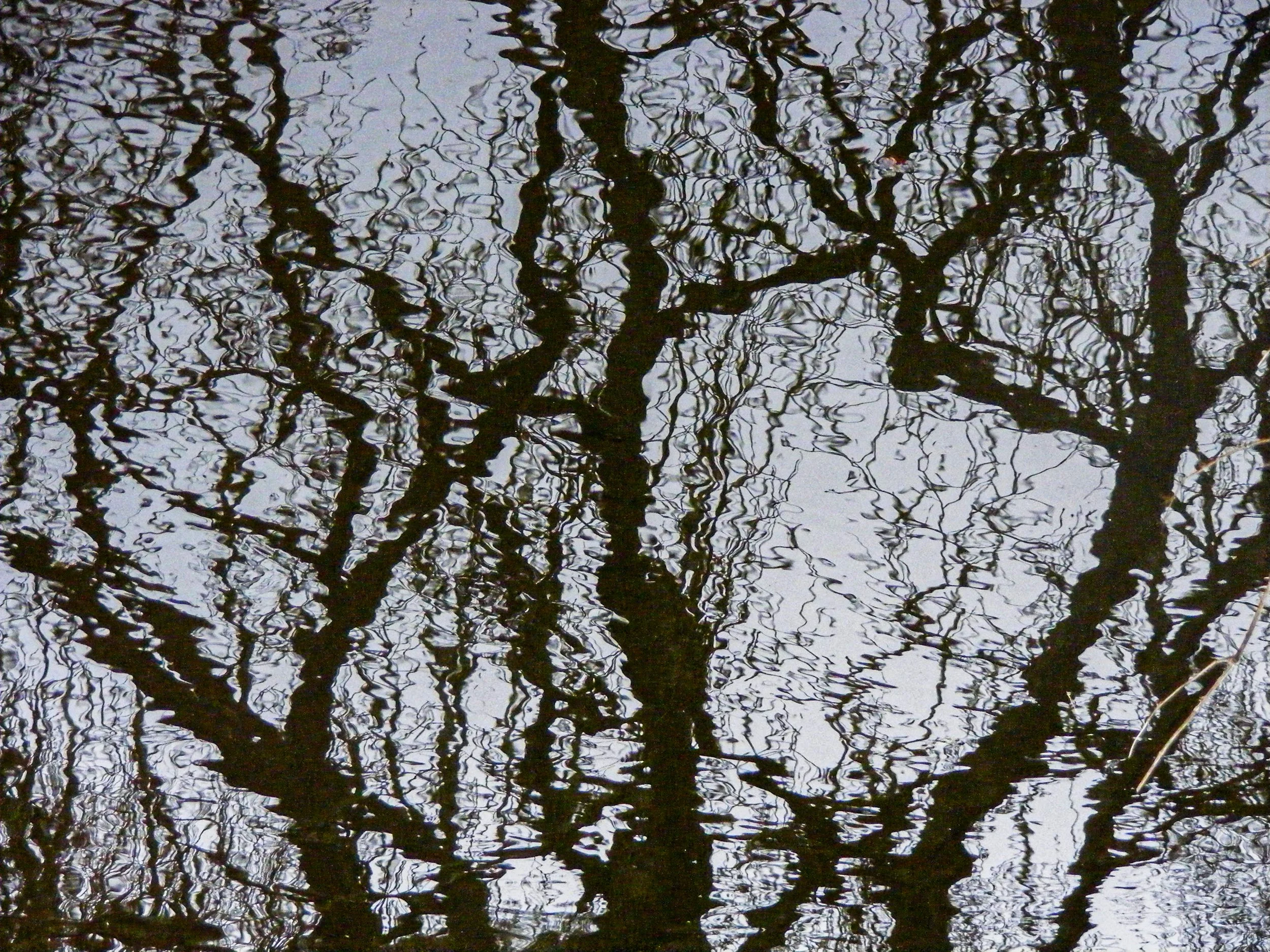 Reflections of leafless tree branches on a dark water surface with ripples