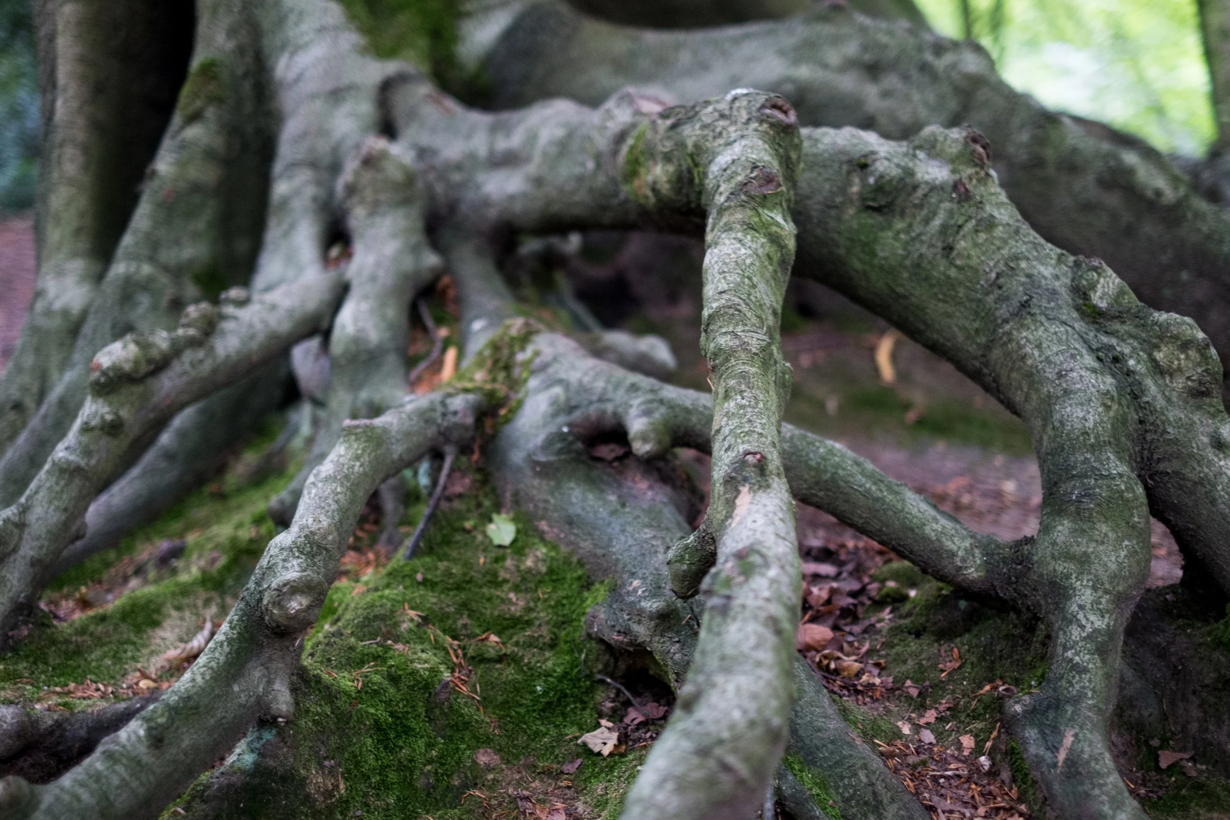 Close-up of exposed tree roots covered in moss on the forest floor.