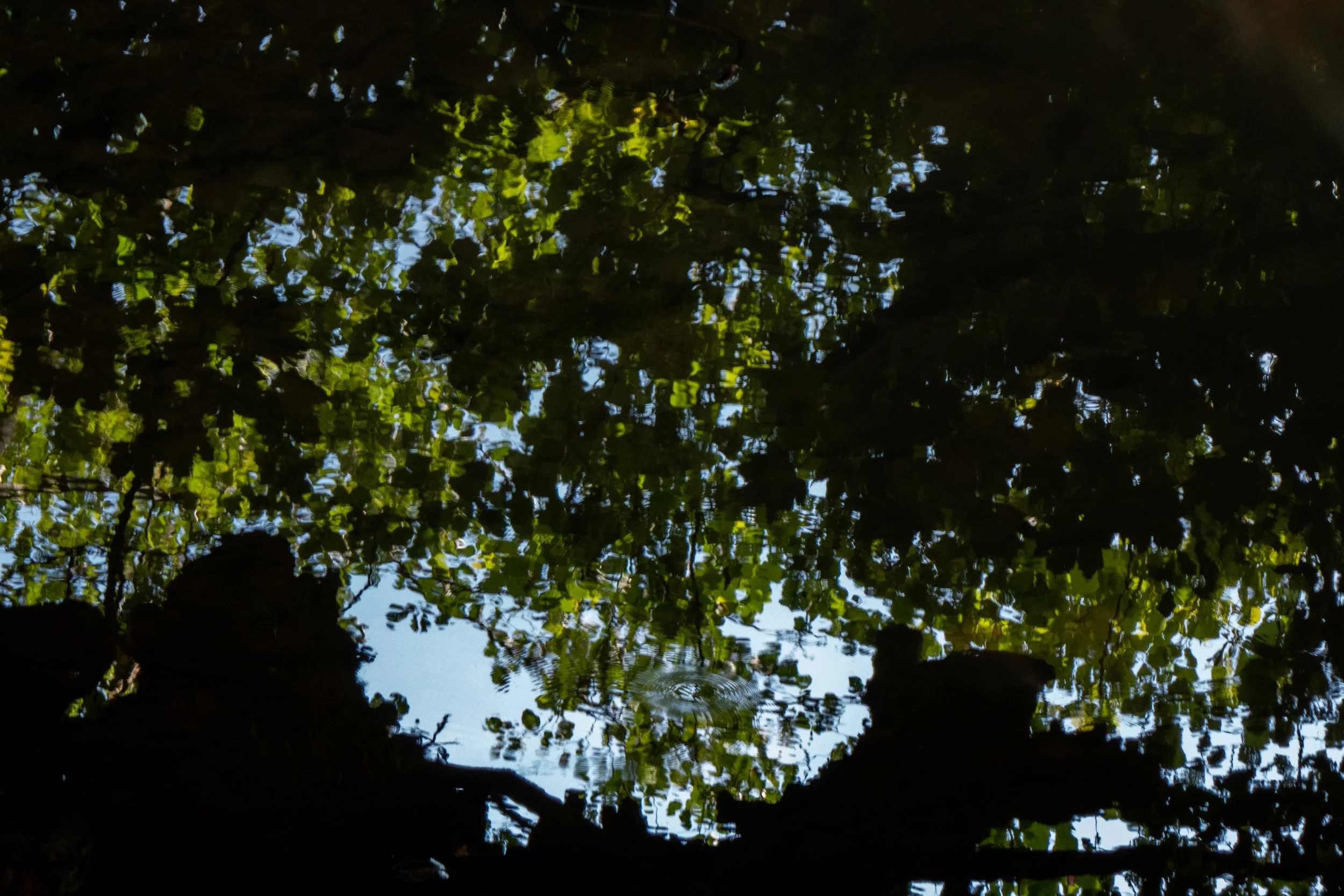 Reflection of green leaves and blue sky on water surface, with tree branches silhouette at bottom.