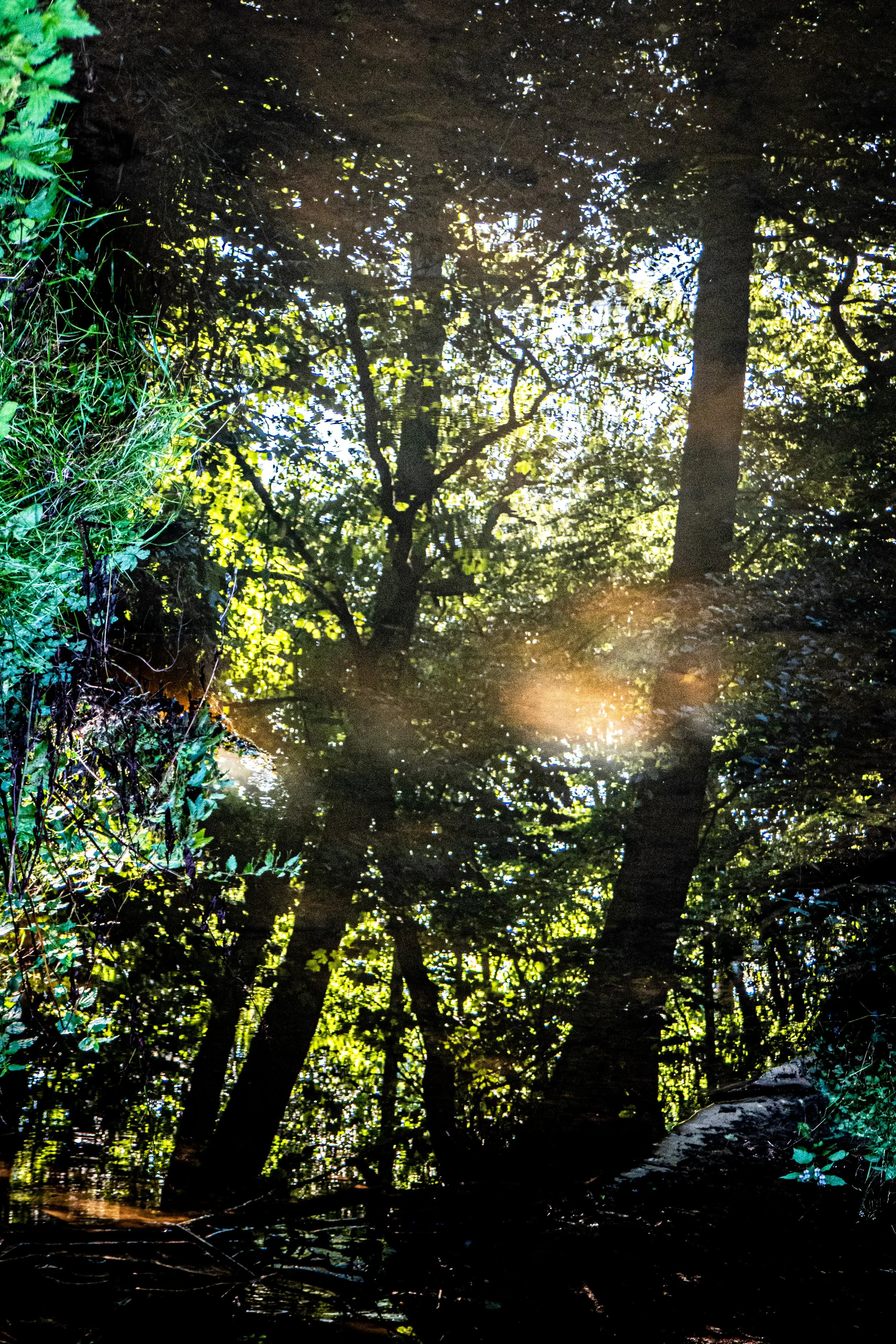 Sunlight shining through a dense forest canopy, creating a glow and lens flare.