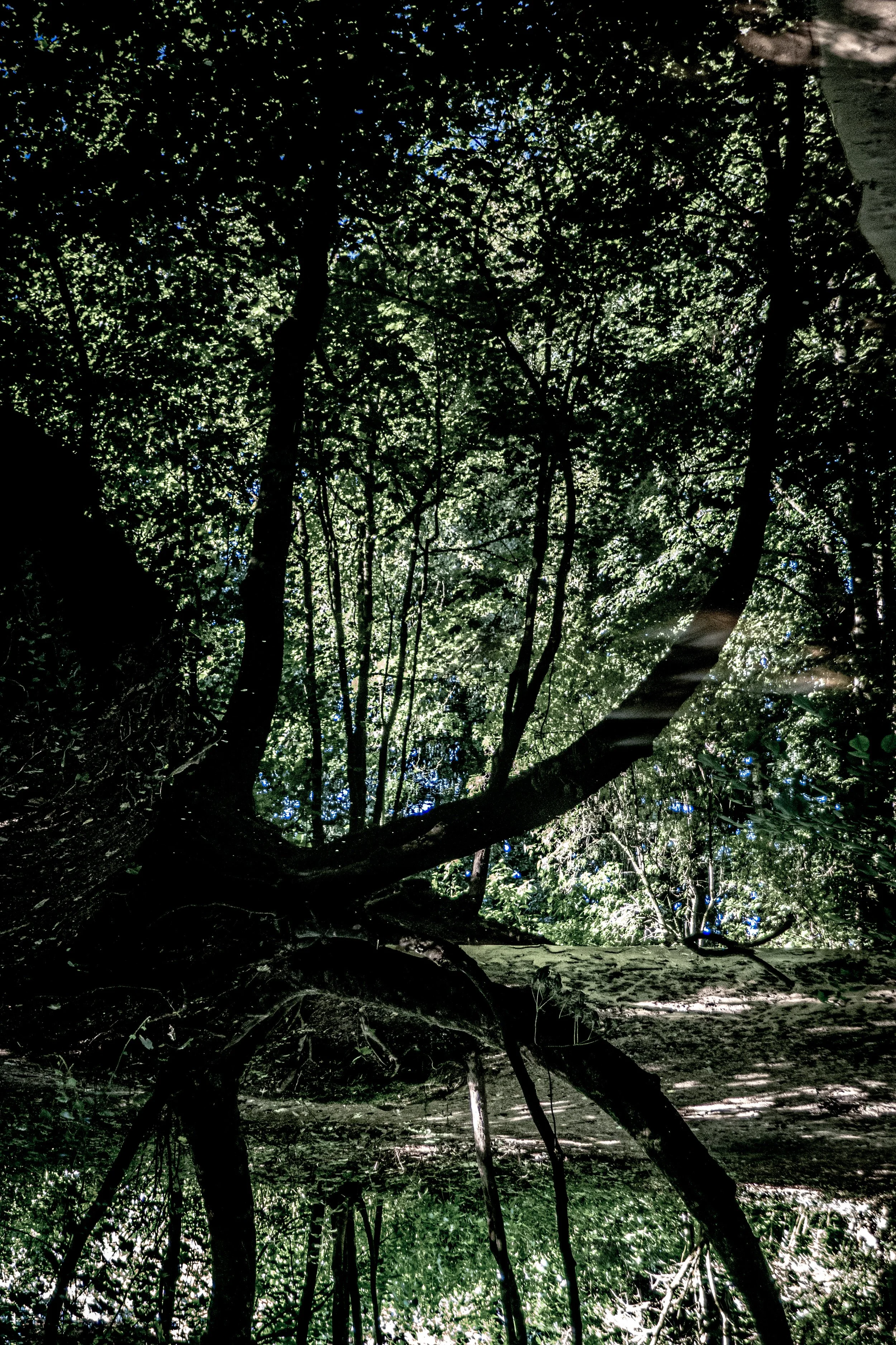 Sunlight filtering through dense green tree canopy in a forest