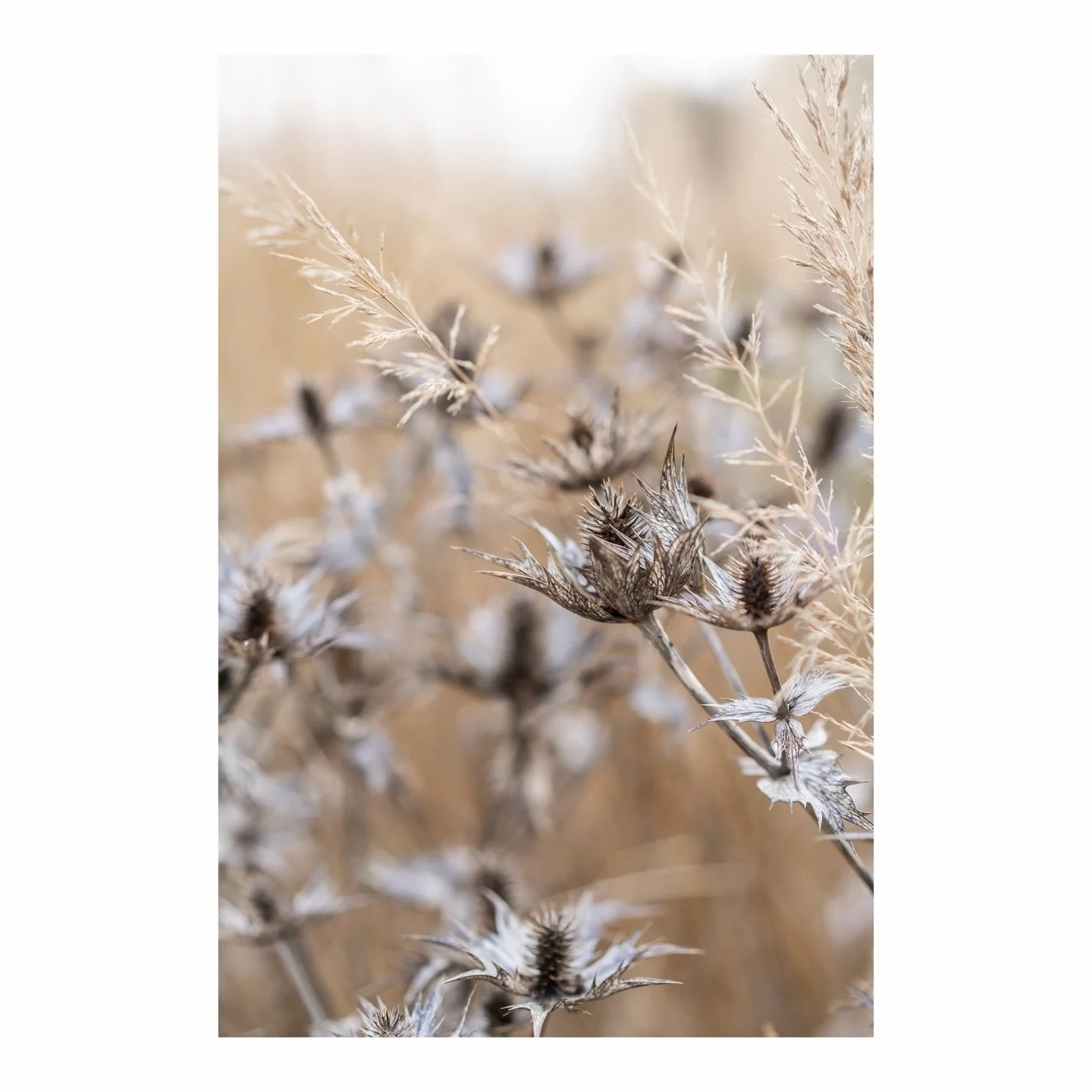 There is beauty in the bleakness if you look hard enough. 

#glimmer #winter #naturephotography #wisleygardens #gardenphotographer