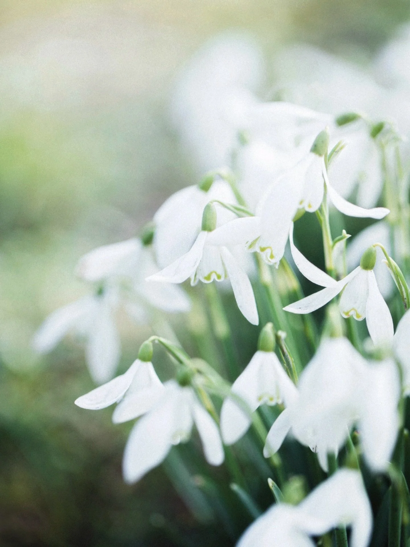 Did you know, Snowdrops can actually generate their own heat?

The tips of the flower are able to slightly warm themselves, which helps them push up through frozen ground and even melt the snow around them. That&rsquo;s how they manage to bloom while