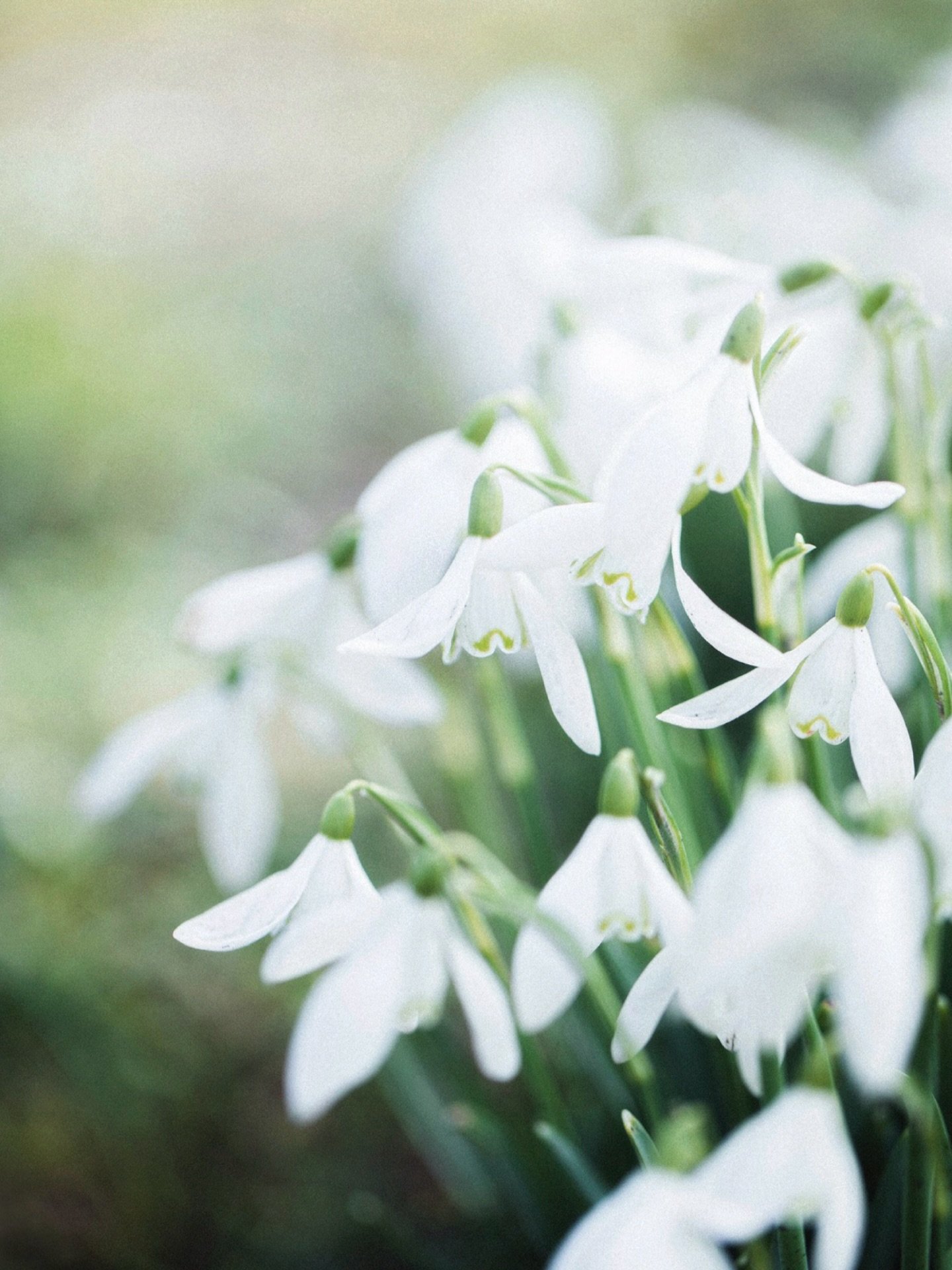 Did you know, Snowdrops can actually generate their own heat?

The tips of the flower are able to slightly warm themselves, which helps them push up through frozen ground and even melt the snow around them. That&rsquo;s how they manage to bloom while