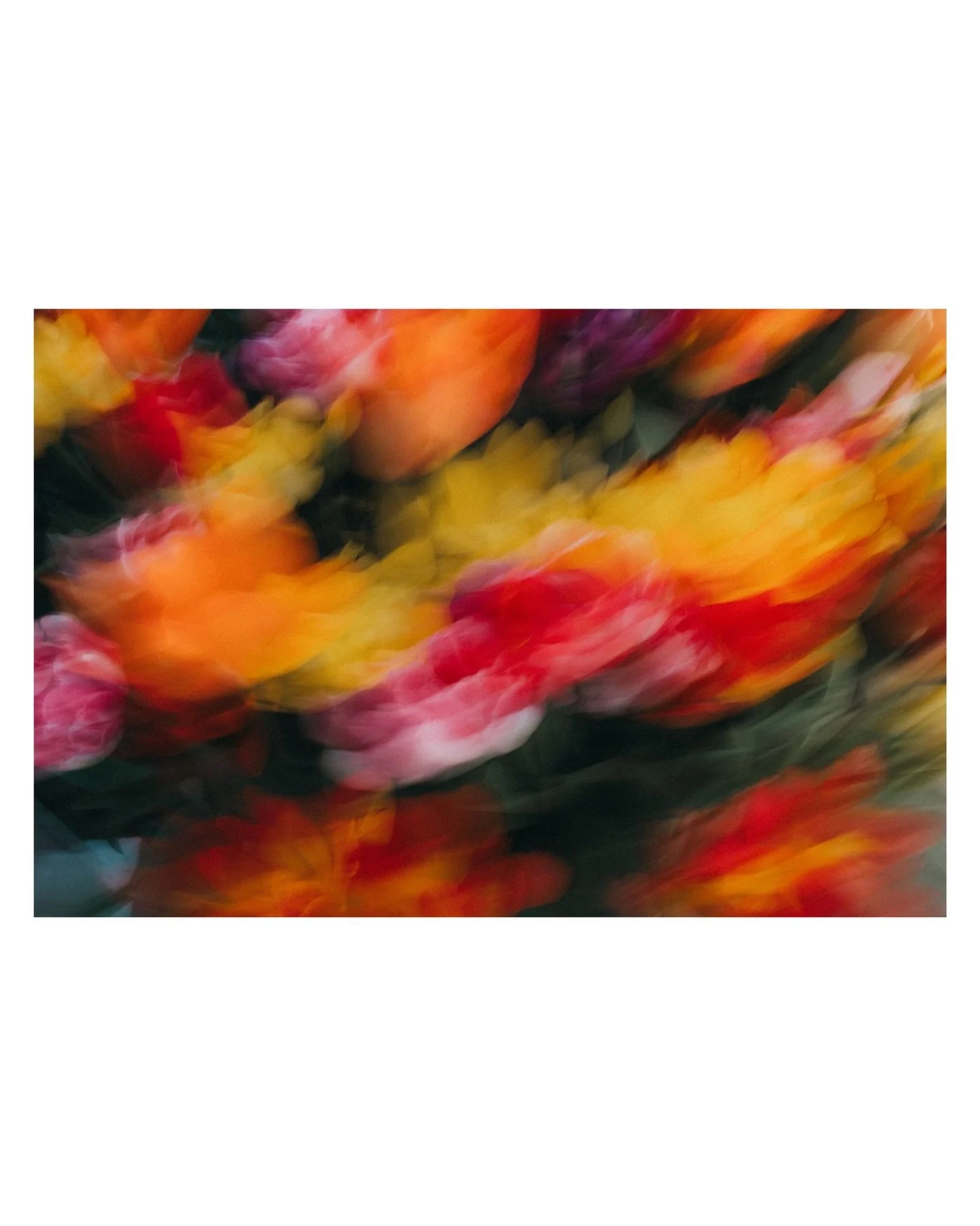 Exploring a more painterly way of seeing through my lens. A glimpse of my new collection for Surrey Artist&rsquo;s open studios in June. 

This piece is Tulip Haze: 40&rdquo;x30&rdquo; Acrylic