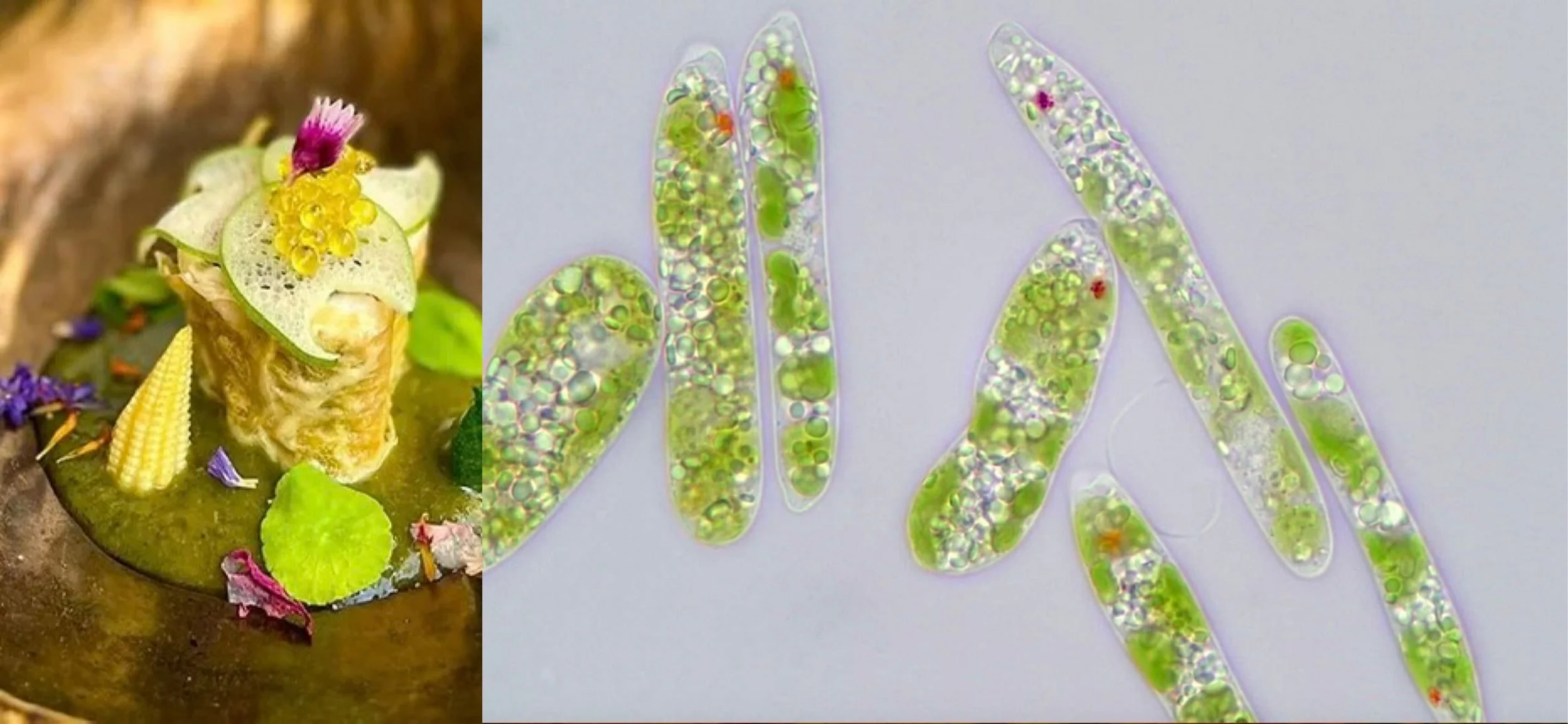 China Food for Thought 6#: Synthetic Biology Edition