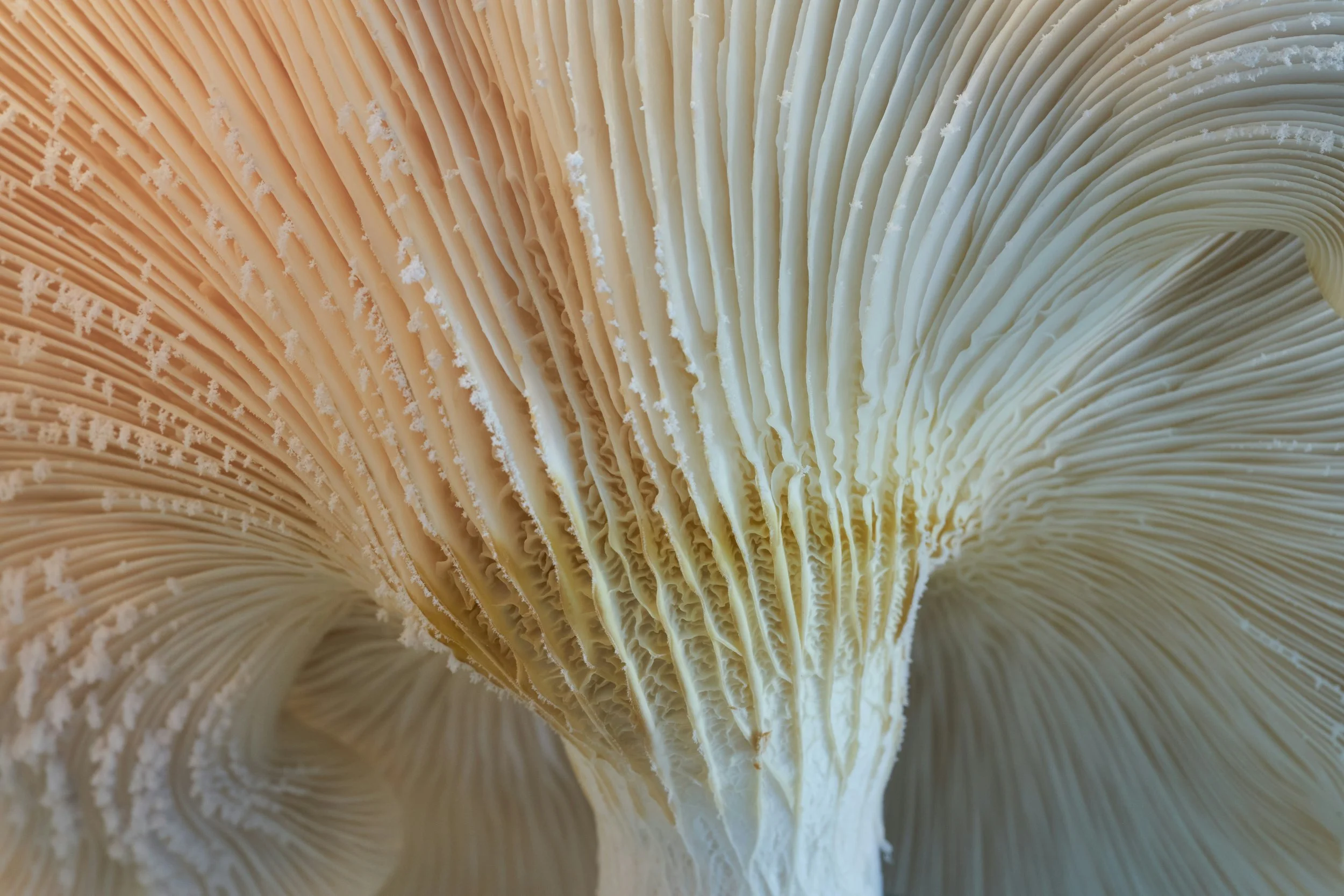 Mushrooms, Mycelium and the Future of Food in China and beyond | China Food For Thought #12
