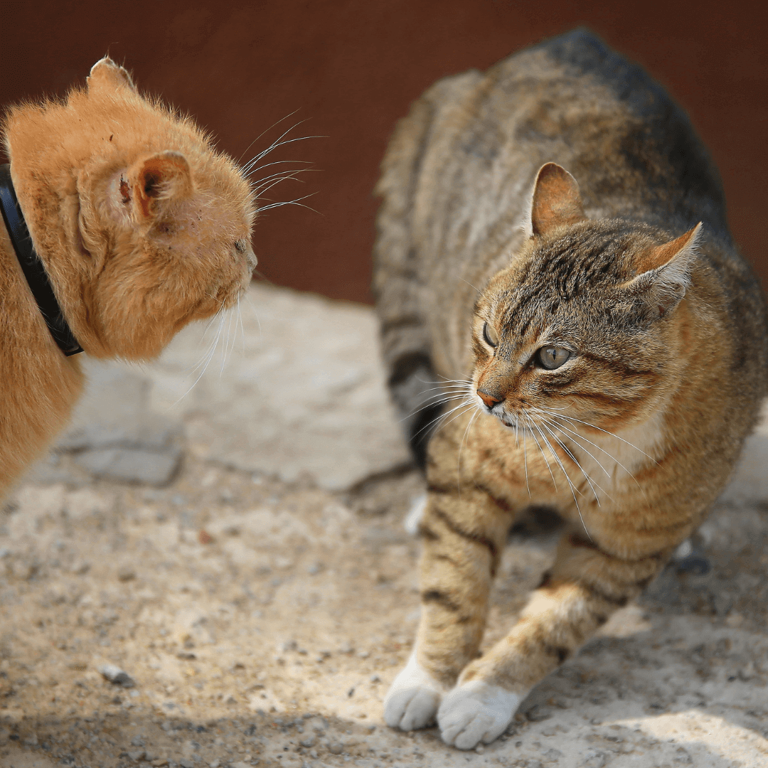 Cats fighting outside