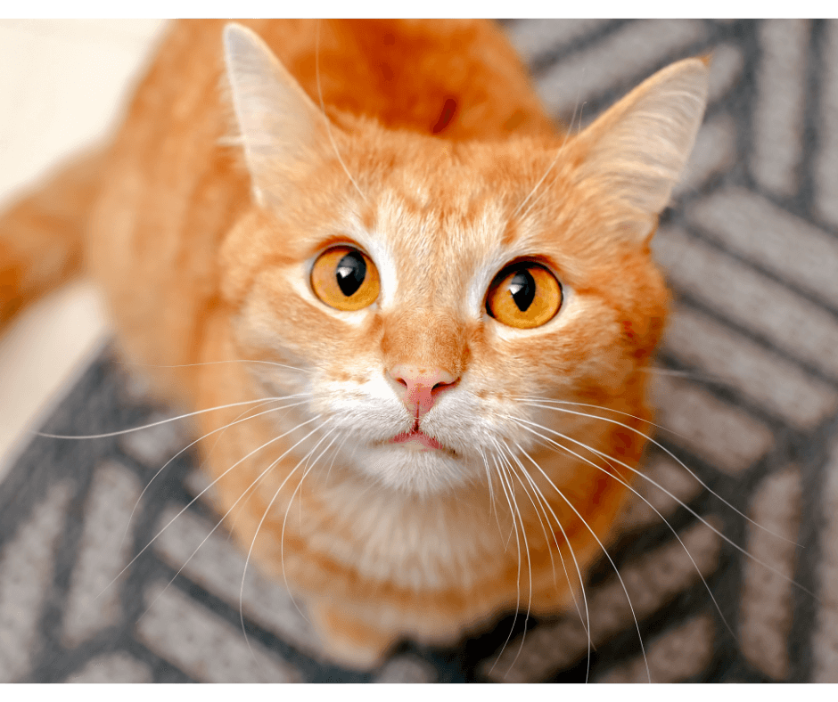 Cat peeing outside the litterbox and looking at camera