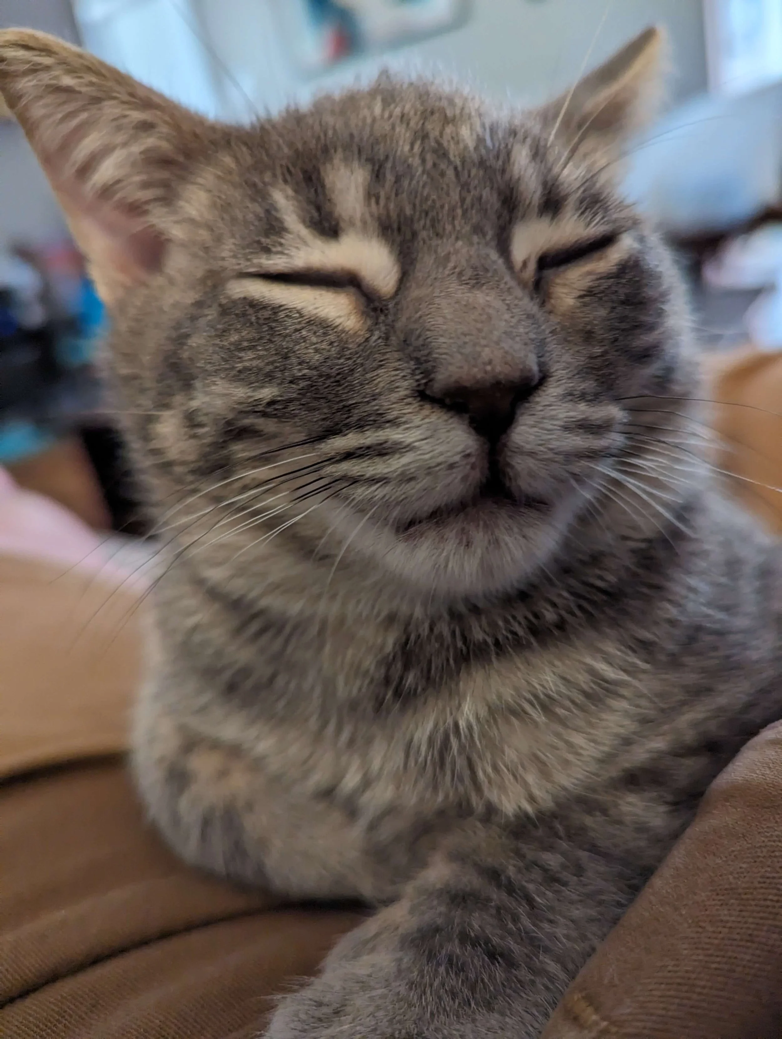 Sleepy cat with cerebellar hypoplasia