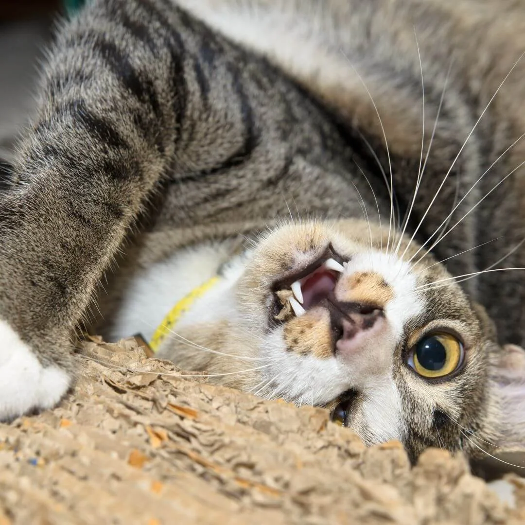 Cat using cardboard scratcher