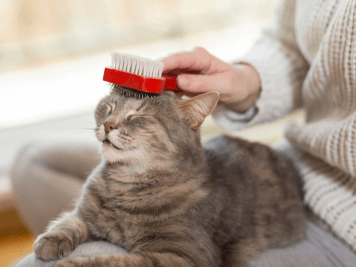 Sleepy grey tabby cat sitting in owner's lap, content and being brushed (Copy)