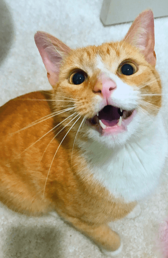 Orange and white cat sitting down and looking up at camera in mid, happy meow
