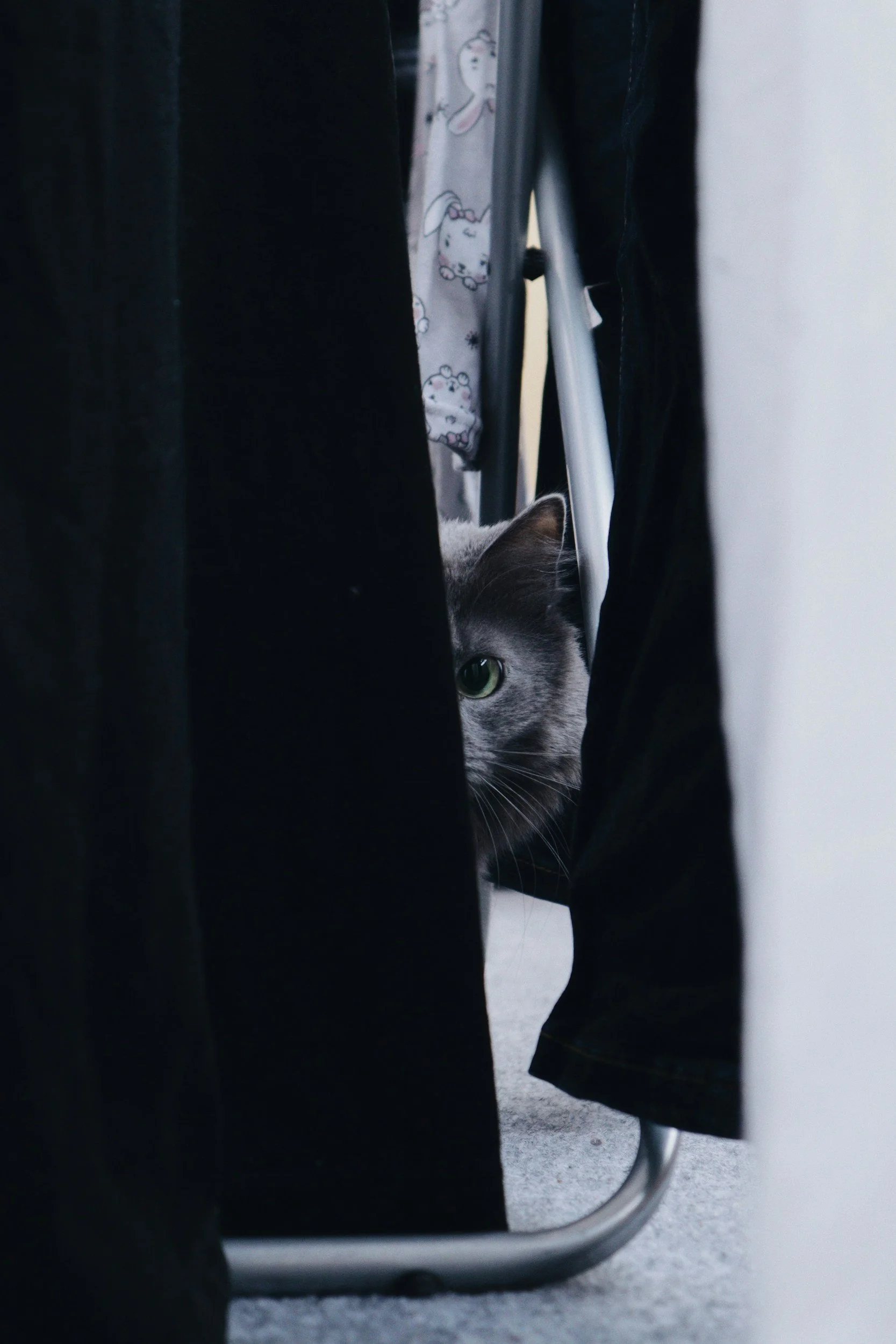 Scared gray cat hiding from medications