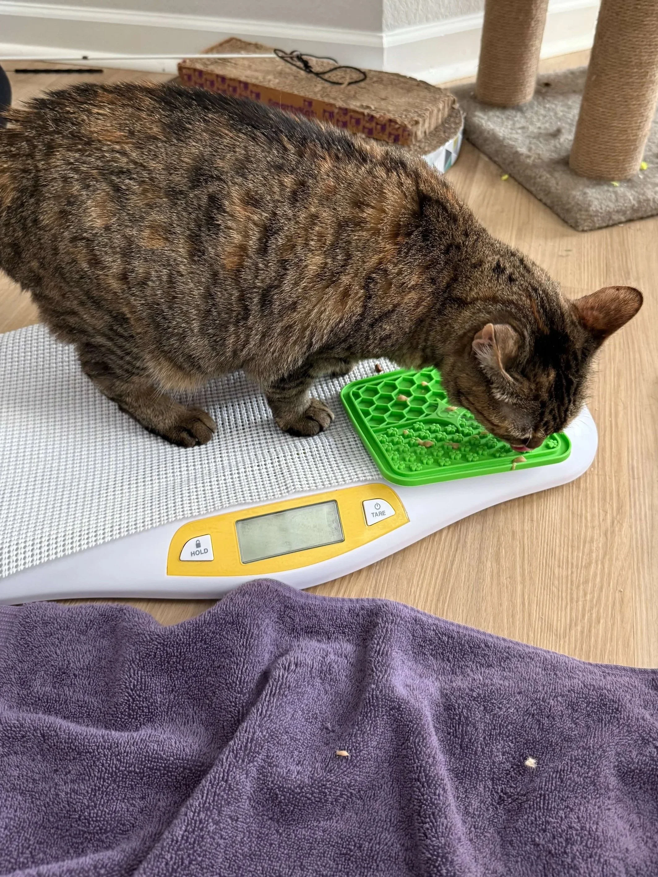 Low+stress+mobile+cat+vet+Austin.jpg