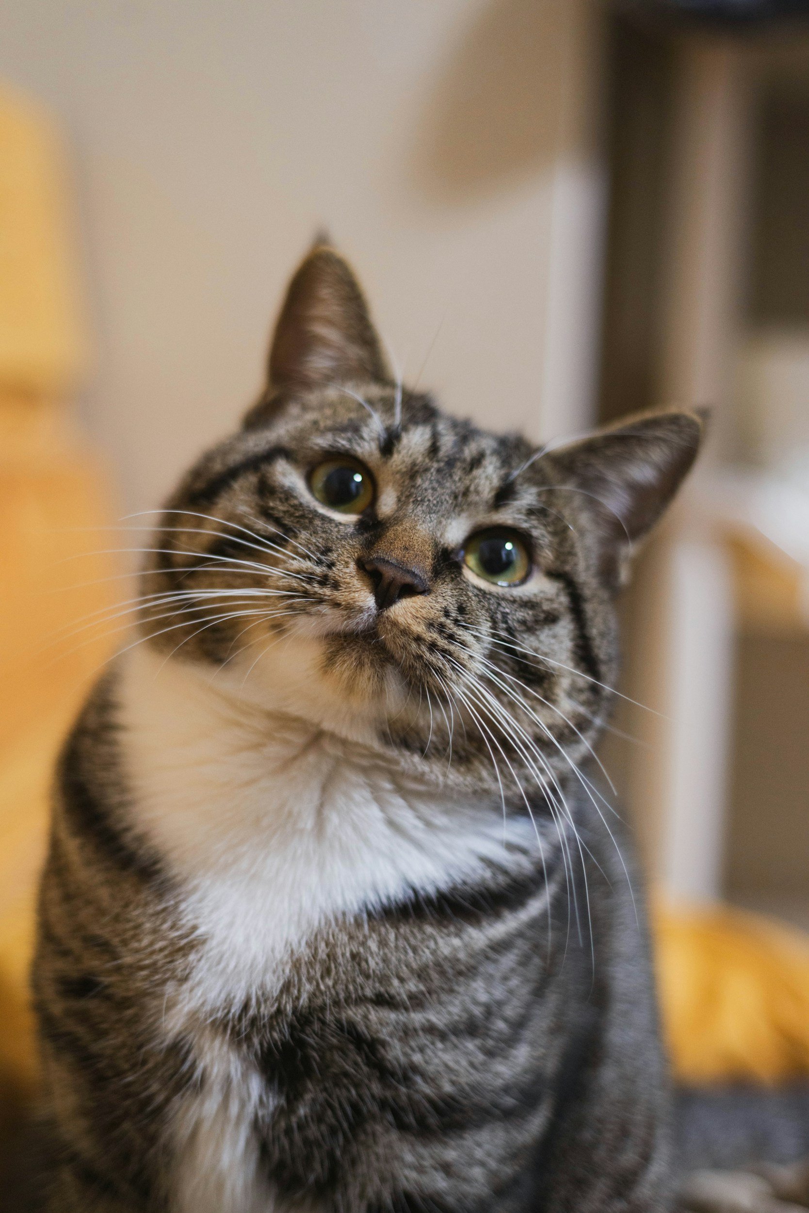Help for cat not using litterbox
