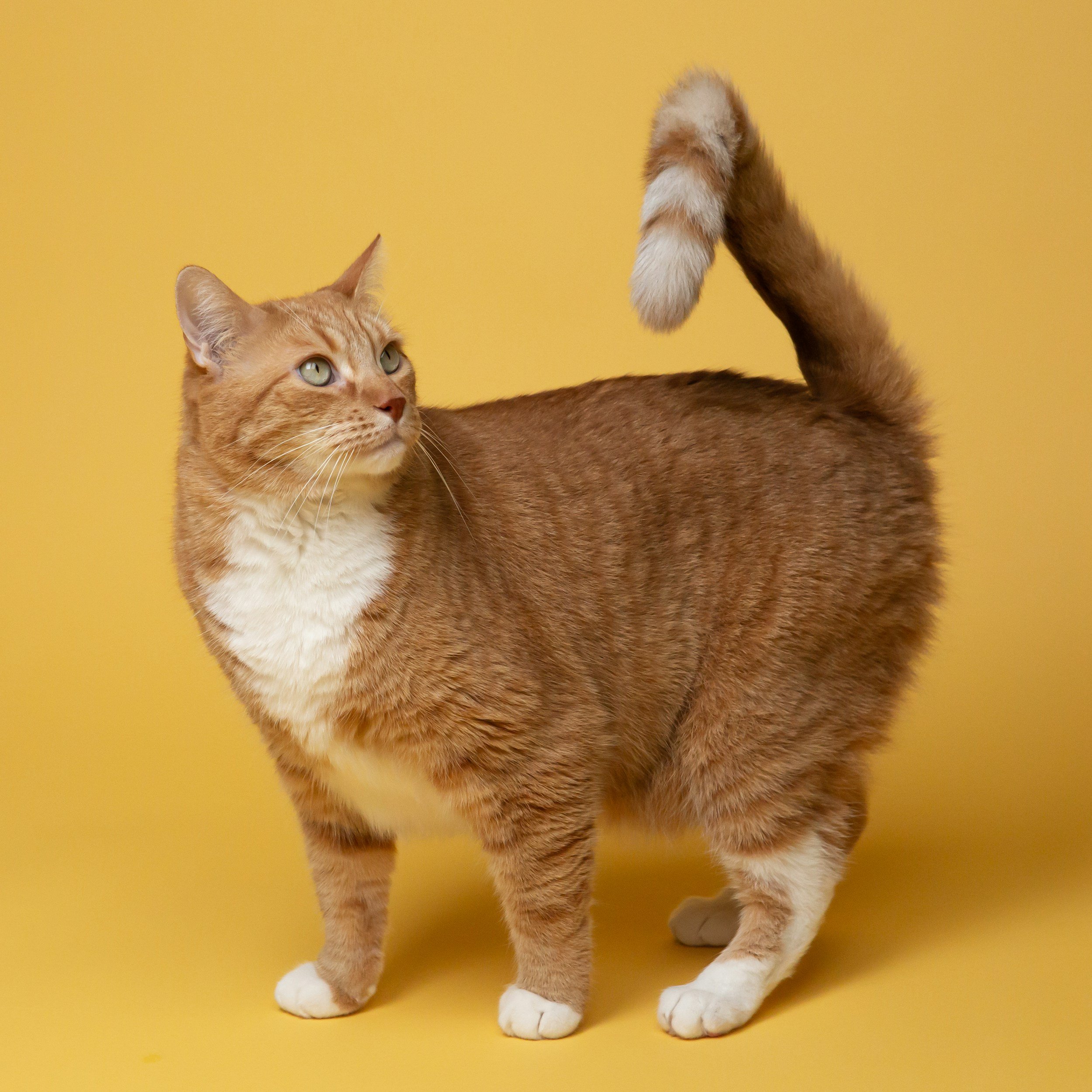 Cat urine marking cat behavior Austin