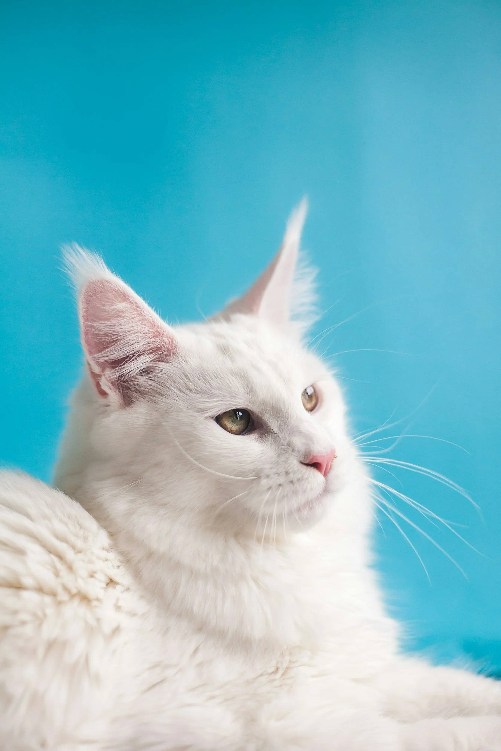 White cat looking into distance
