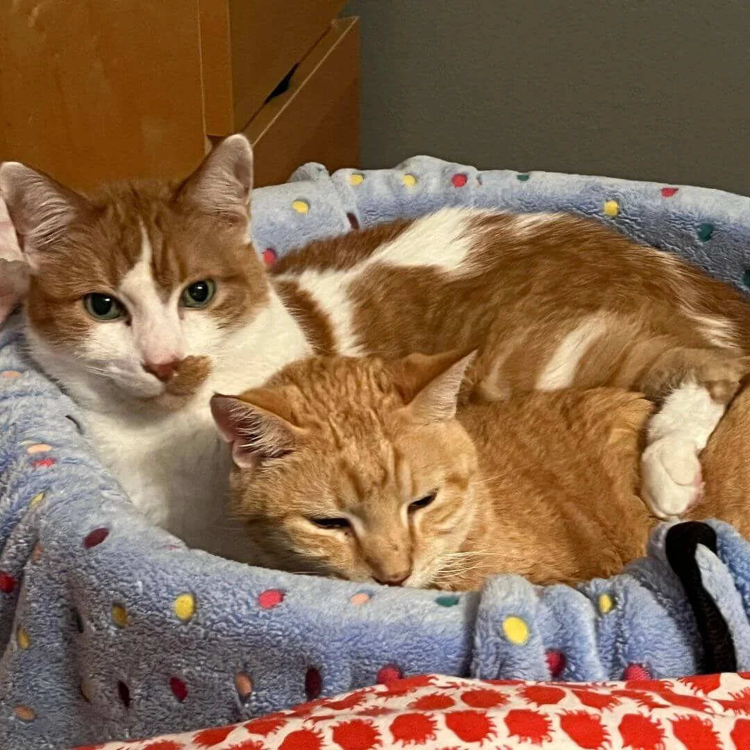 Cats snuggling in bed together for social enrichment