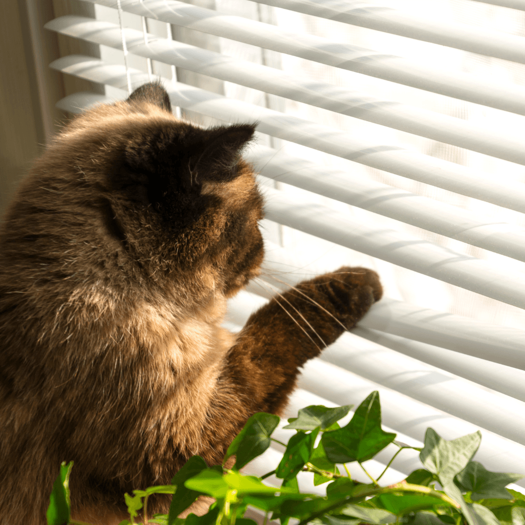 Cat pulling down a window blind to stare at cats outside, a sign of redirected aggression risk