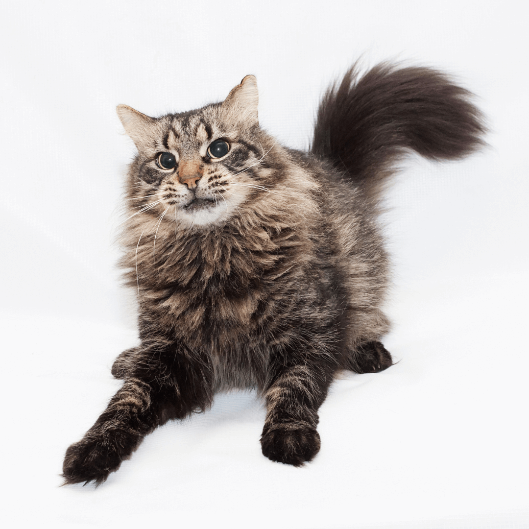 Scared cat leaning back with fear aggression