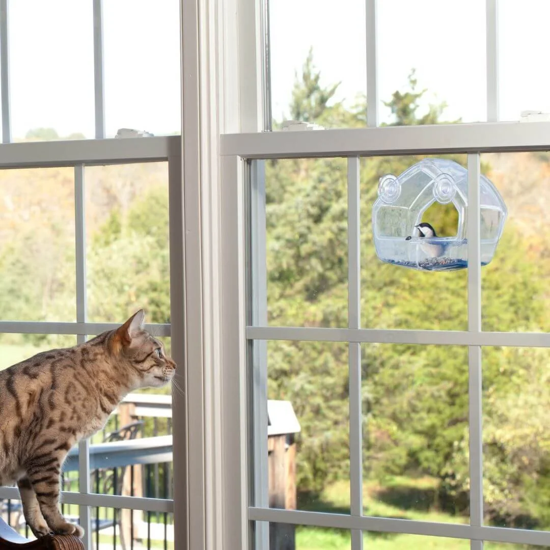 Window birdfeeder for cats enrichment