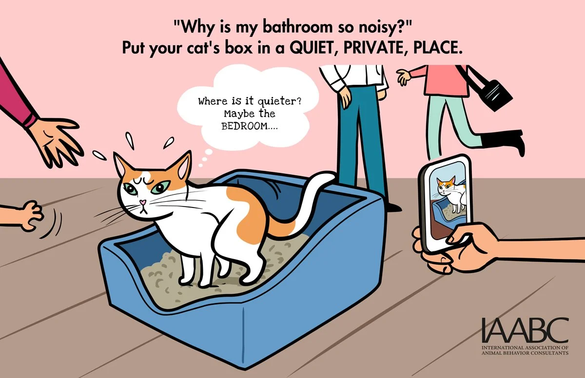 Best place to put a cat's litterbox