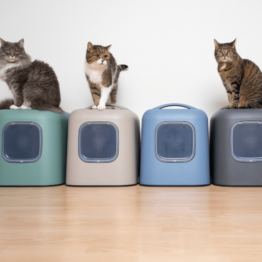 Multiple litterboxes in a row with cats, showing the need for separated resources in a multi-cat home