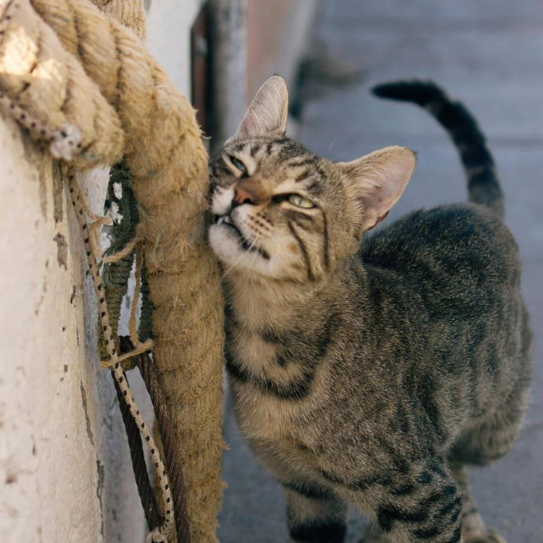 Cat rubbing cheek and leaving pheromones
