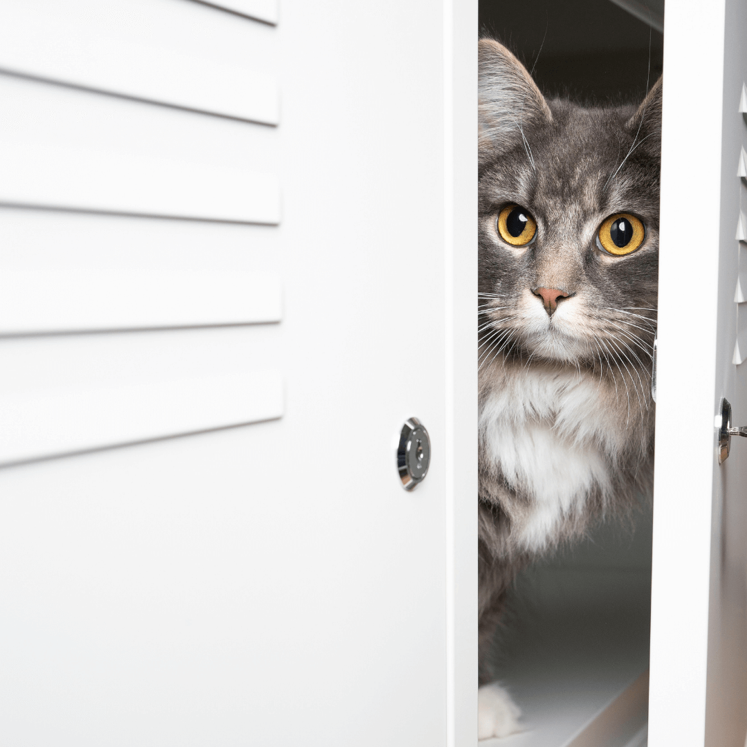 Scared cat at the vet clinic hiding in cabinet
