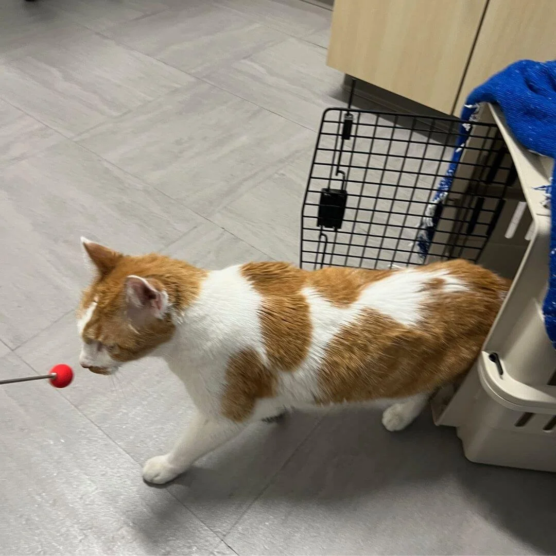 Cat targeting behavior for training enrichment
