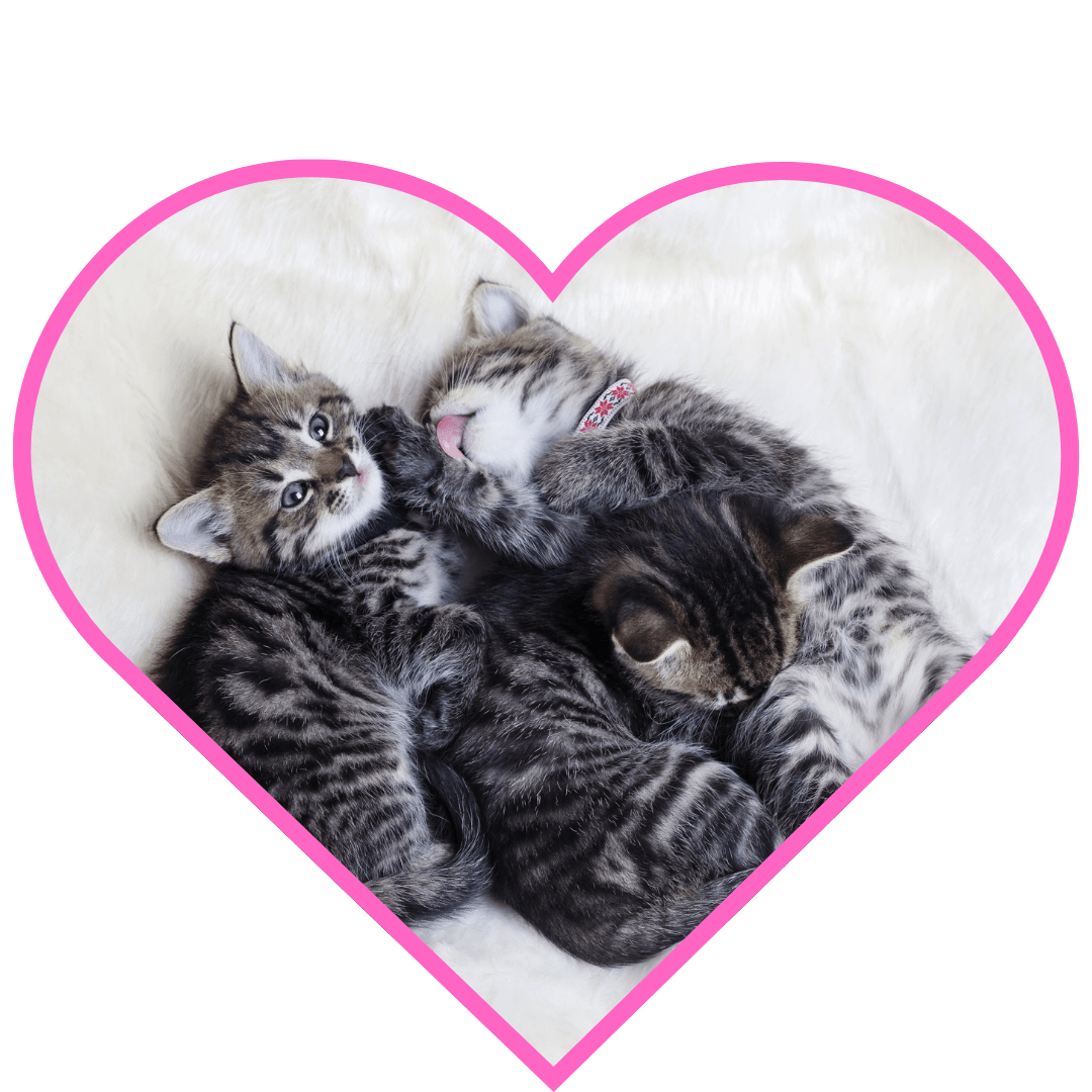 Two kitten littermates snuggling, illustrating the social needs of singleton cats