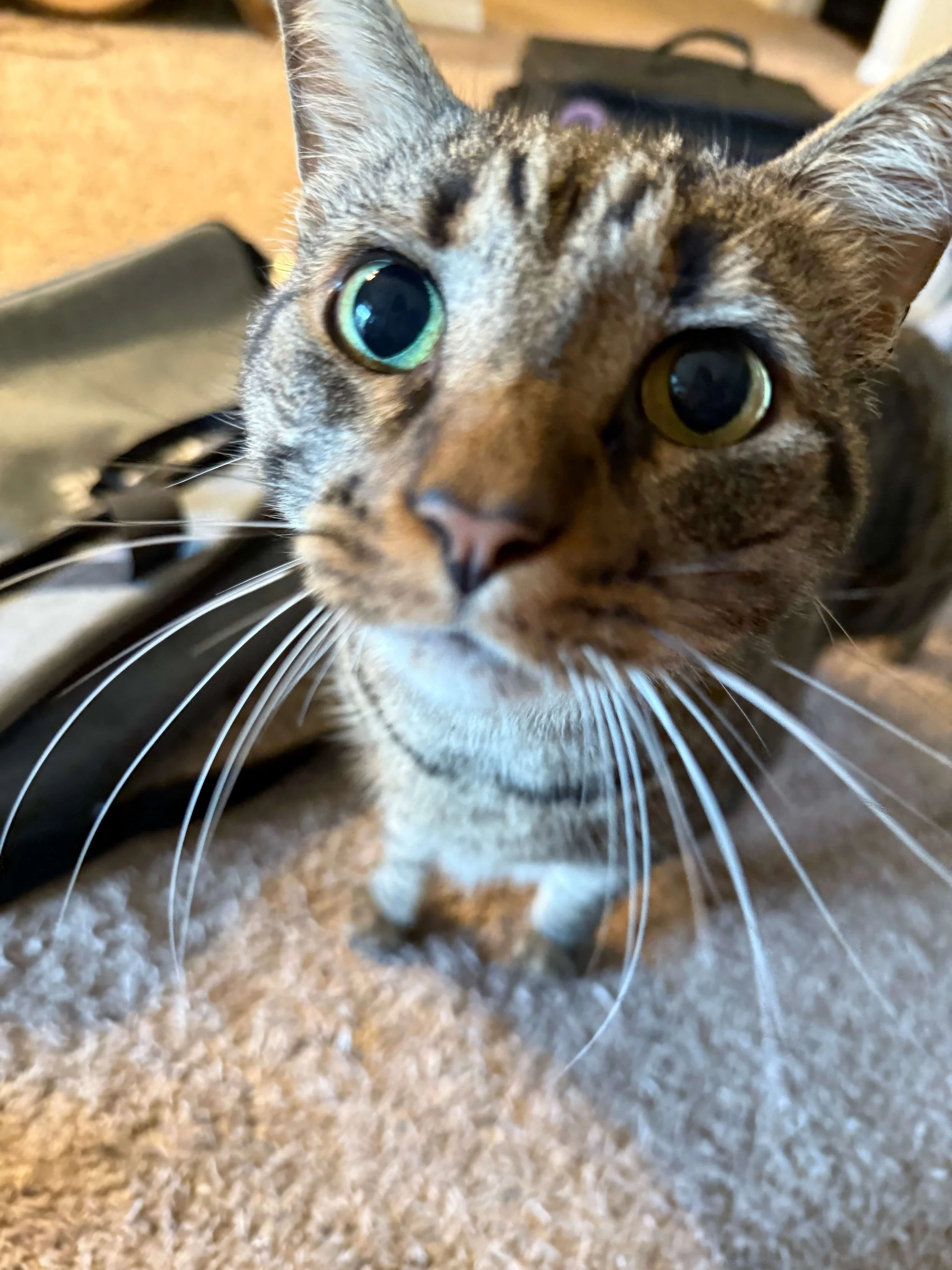 cat-vet-checku-austin-tx.jpeg