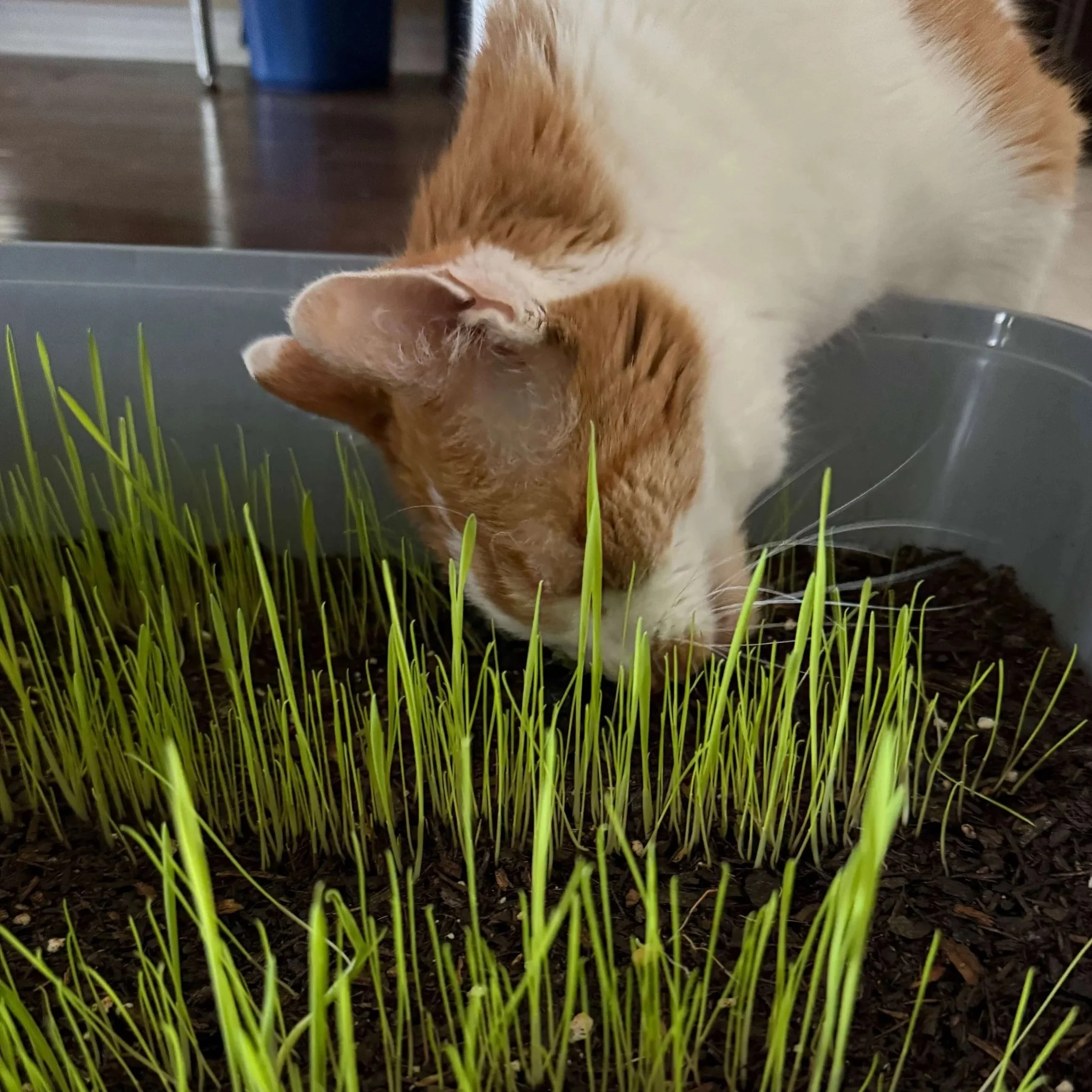 Cat grass for cat enrichment