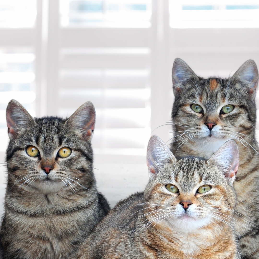 Three cats in bedroom looking at camera, living harmoniously (Copy)