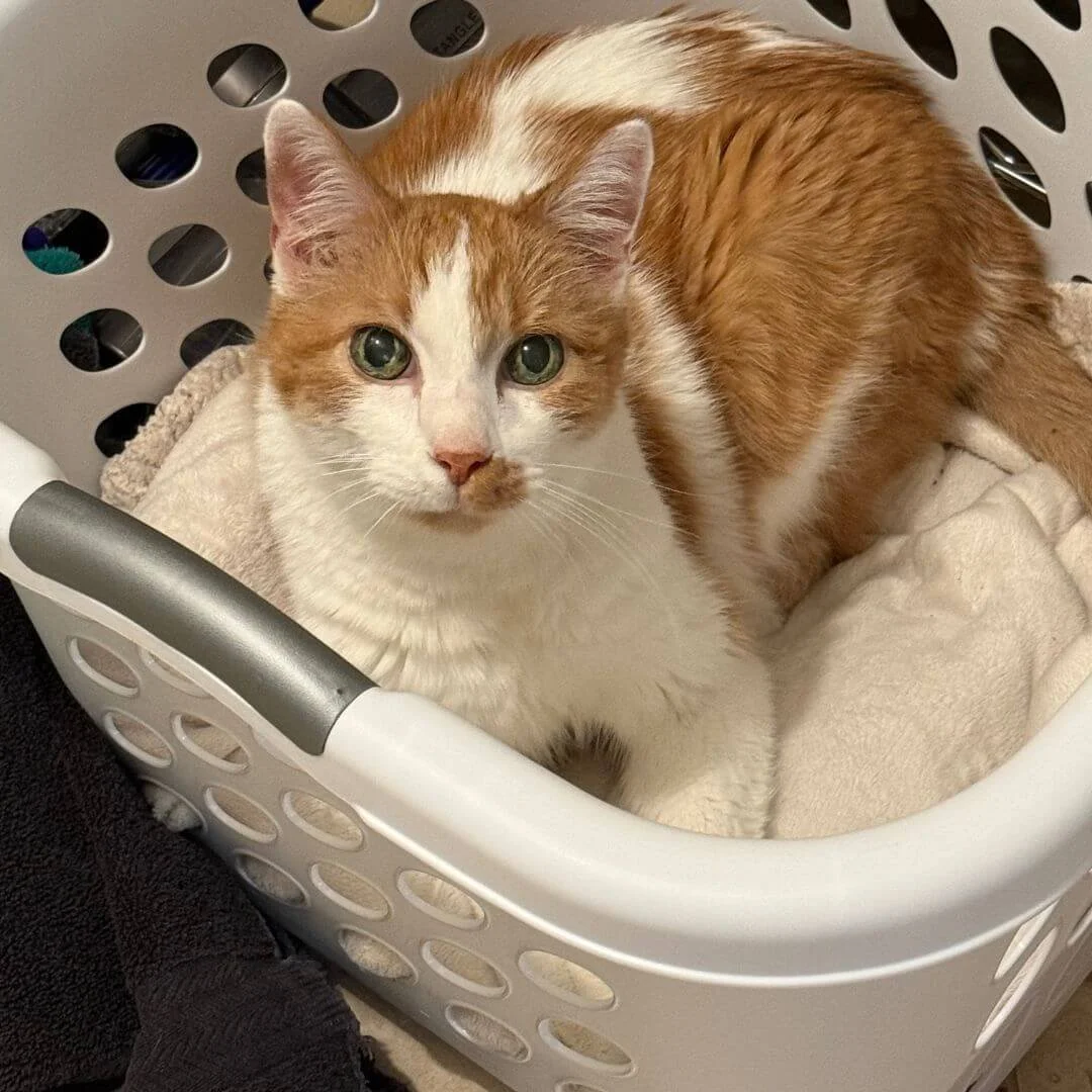 Cat using laundry basket as bed