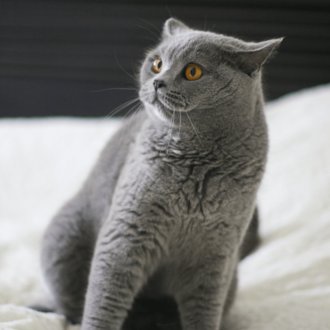 Scared cat avoiding threat