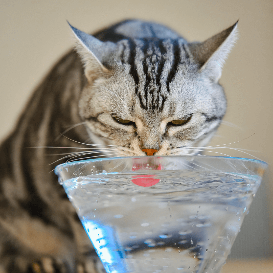 Cat with kidney disease drinking water from bowl