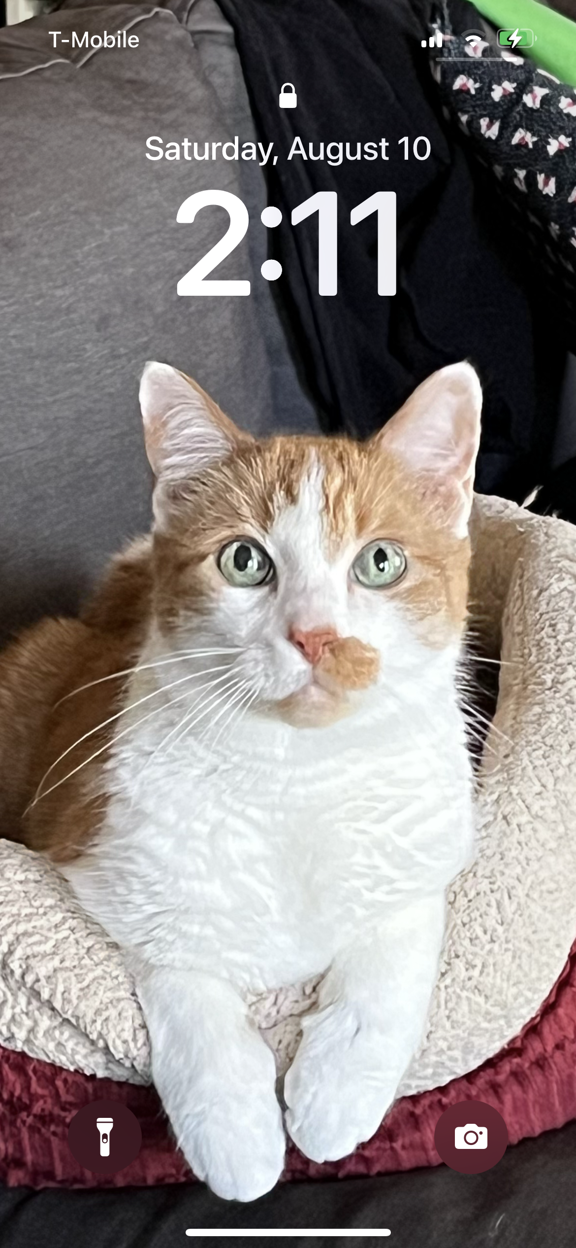 Screenshot of white and orange cat in bed looking at camera