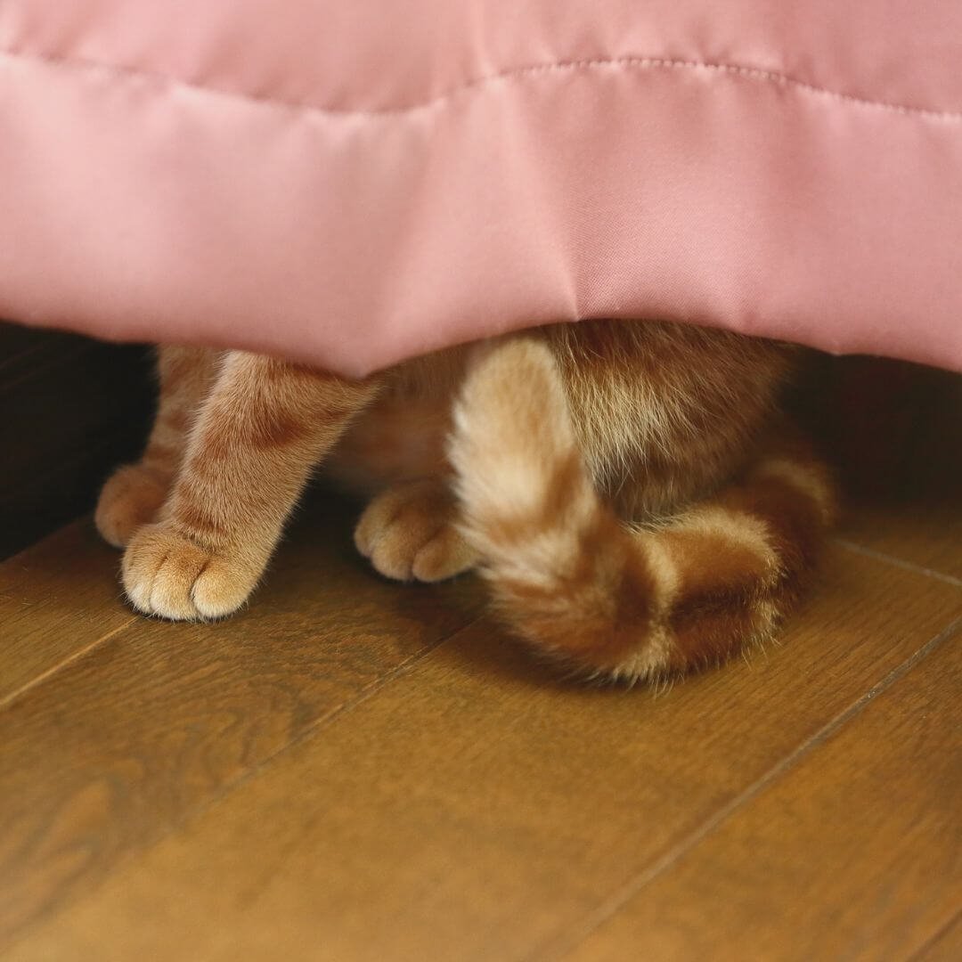 Cat hiding under bed