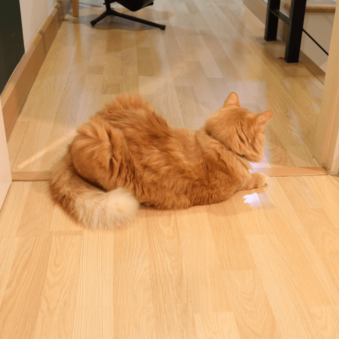 Orange cat lying in a doorway, demonstrating body blocking behavior in cats