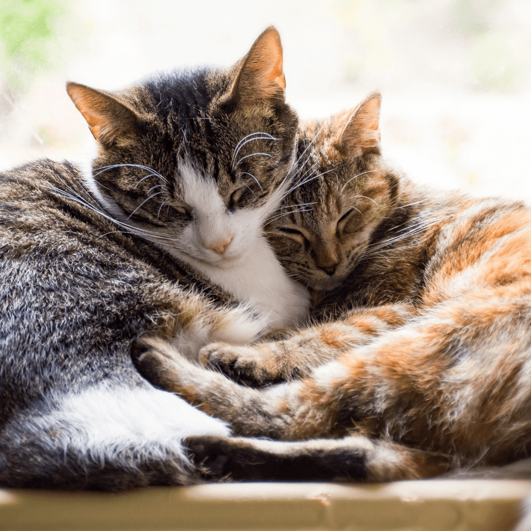 Two cats snuggling and sleeping together — the hoped-for outcome of a successful second cat introduction, though not always the reality