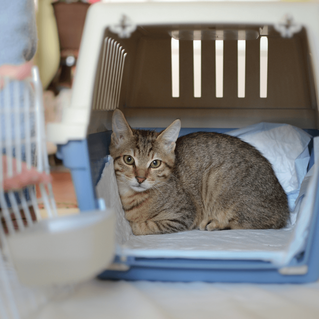 Cat too scared to leave the carrier