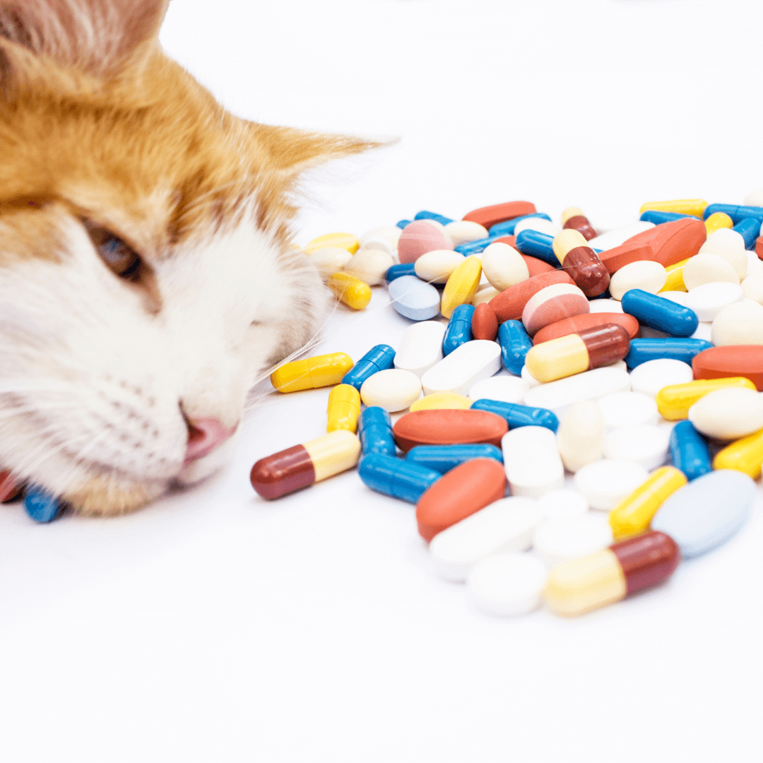 Cats hate taking oral medications