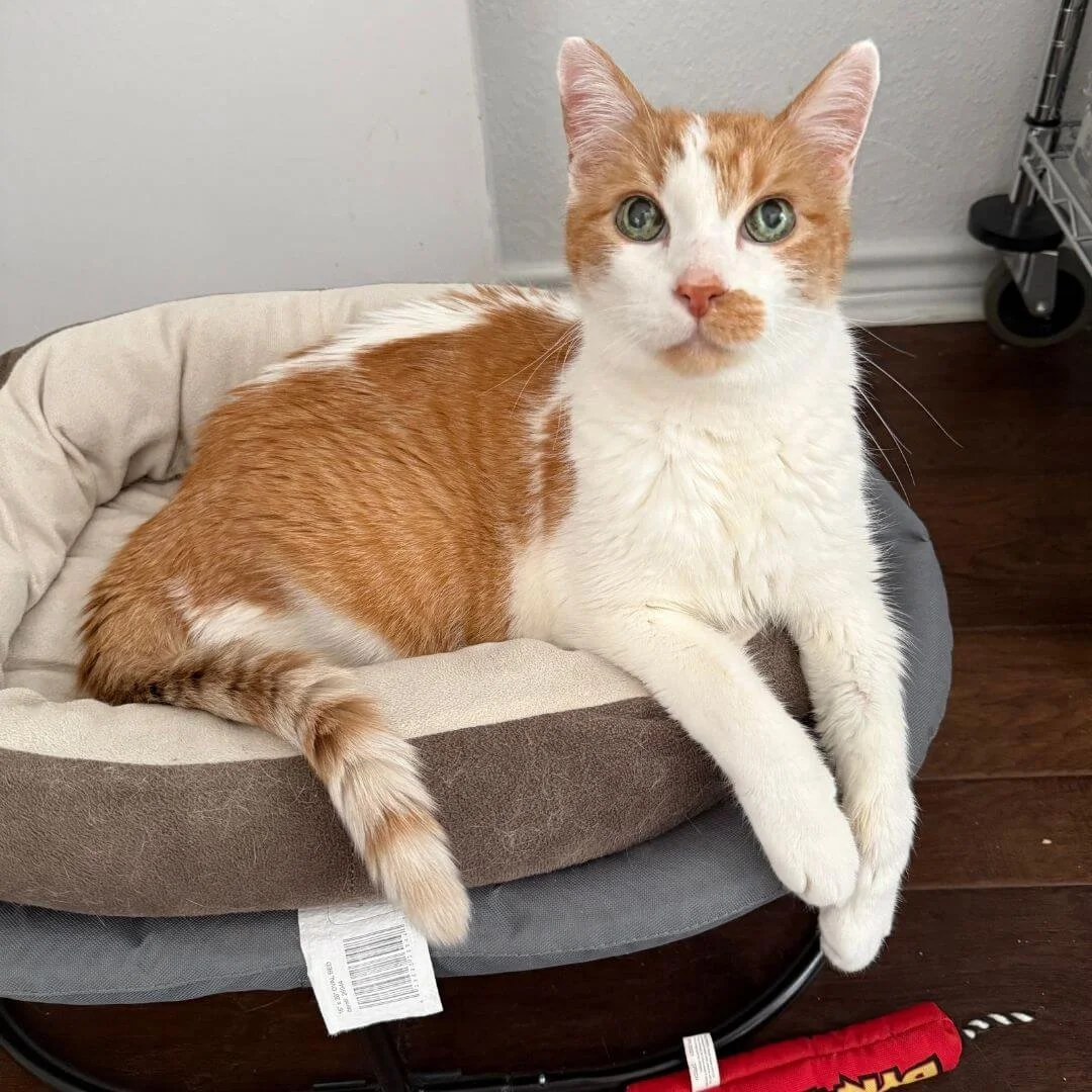 Cat in bed on cat cot