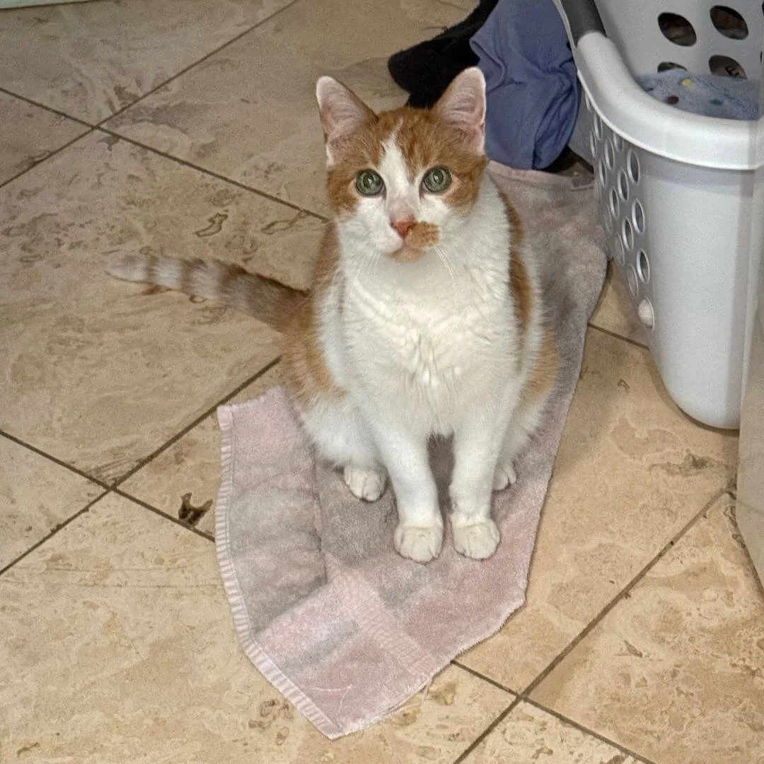 Cat sitting on towel