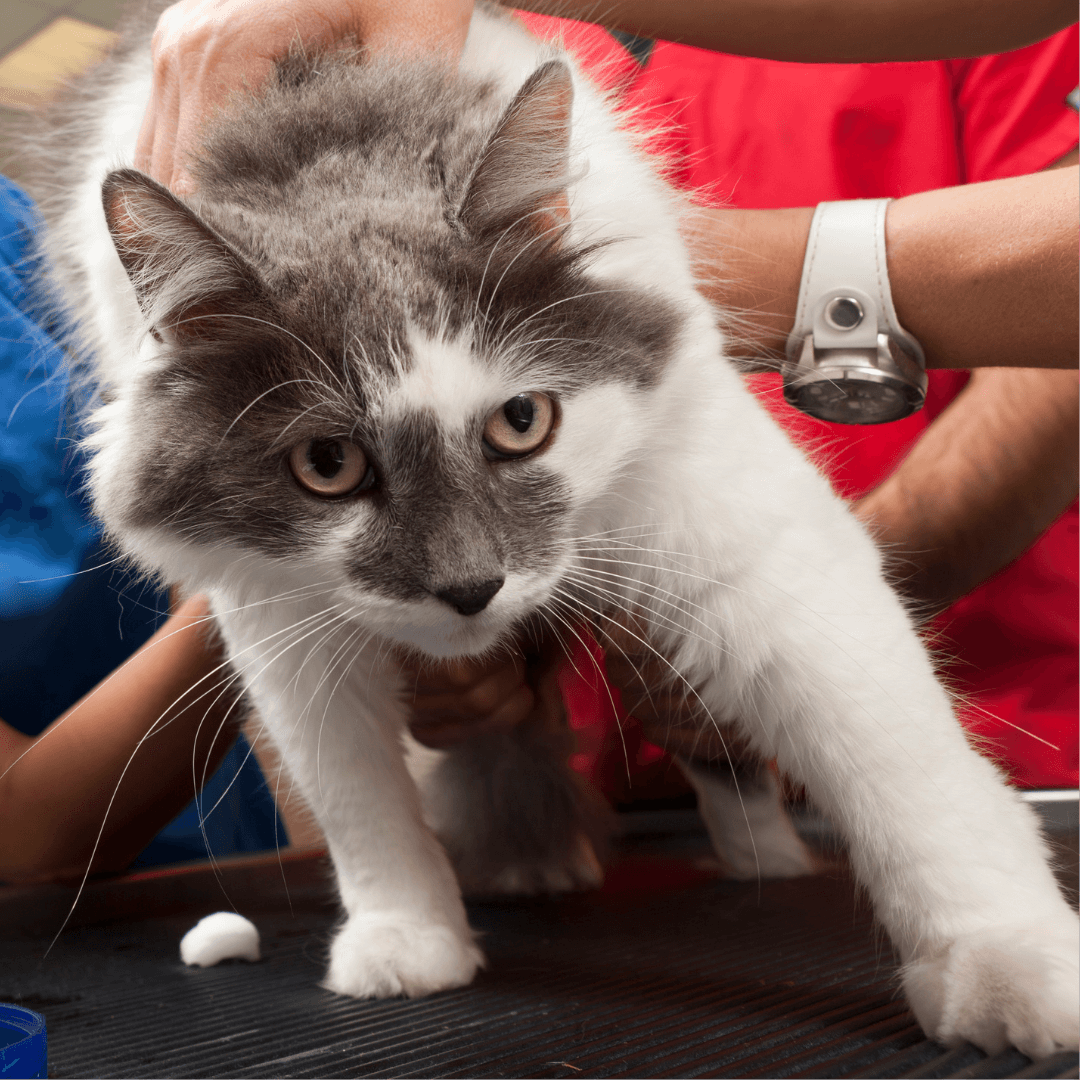Scared cat at the vet clinic moving away from veterinarian