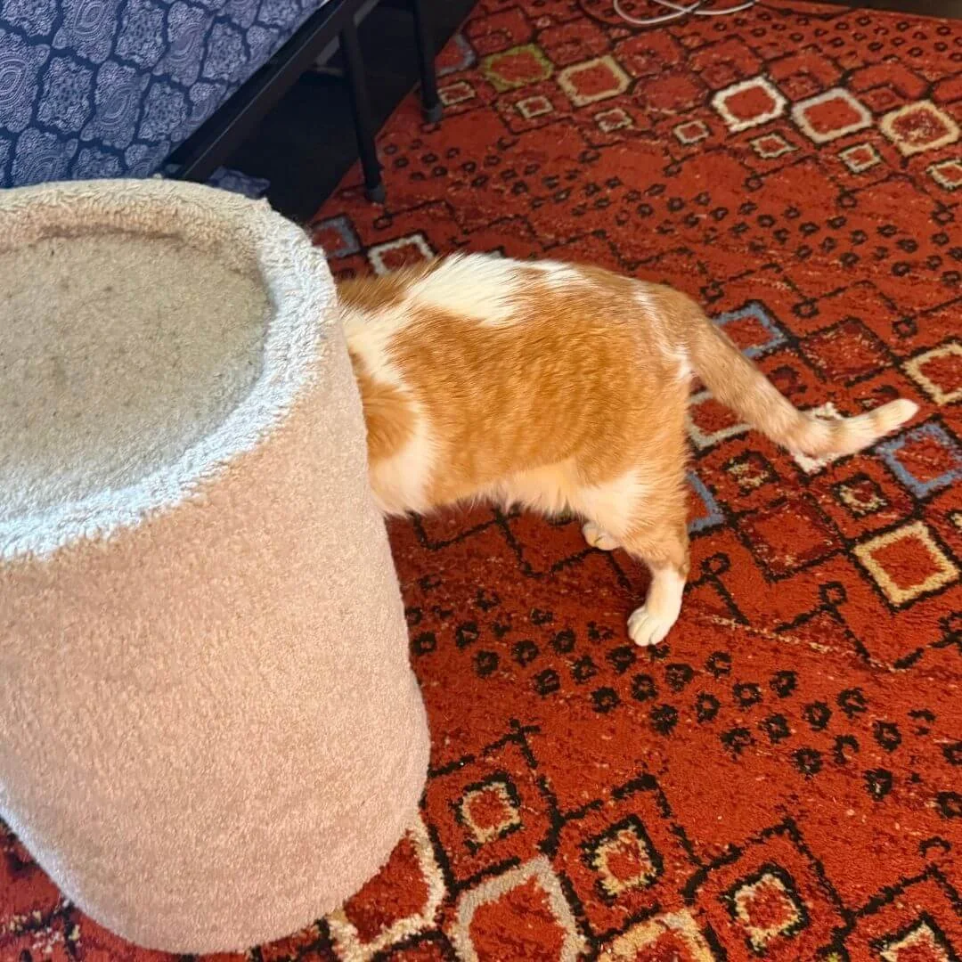 Cat foraging and hunting for food enrichment