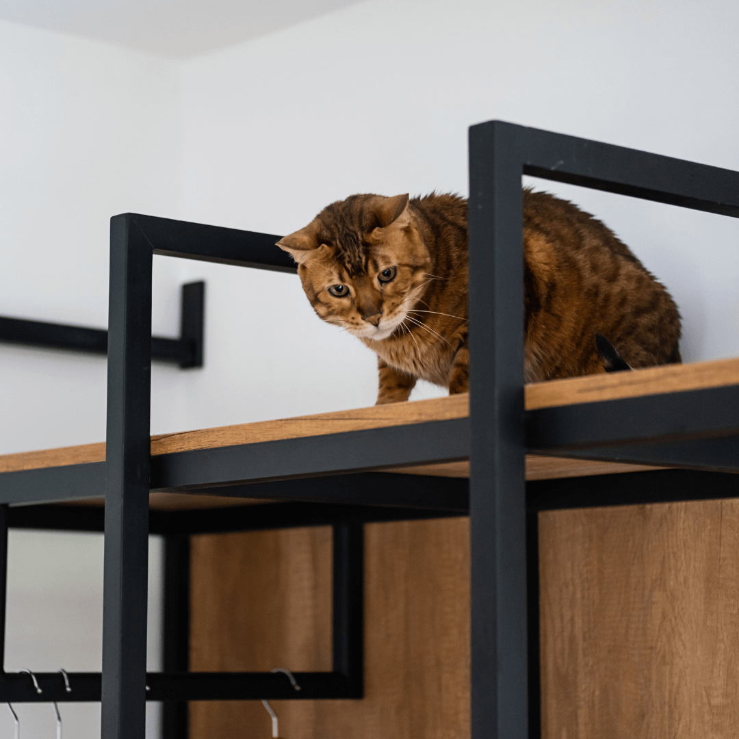 Scared cat on top of bookshelf looking down