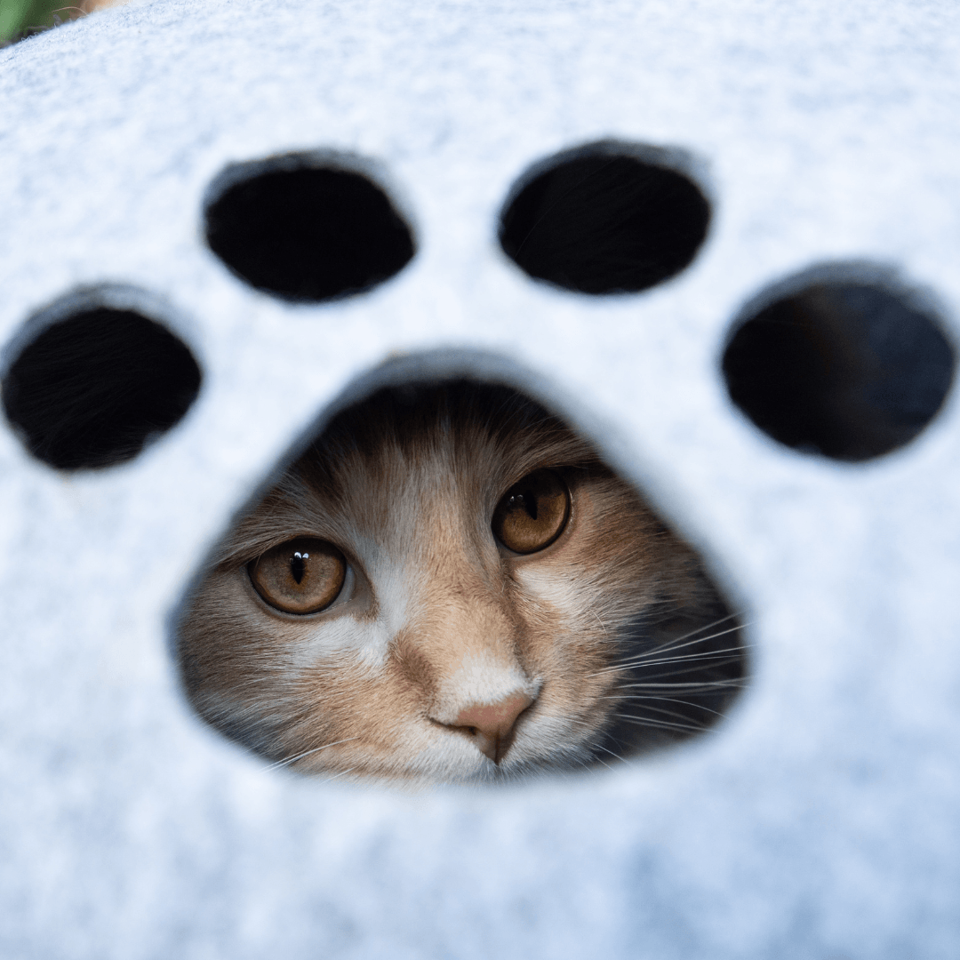 Cat tucked inside a cat cave, illustrating the importance of hiding spots when introducing a second cat